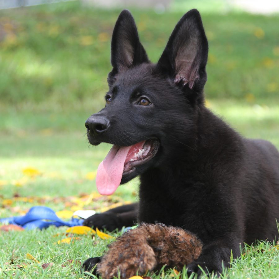 10 weeks 8