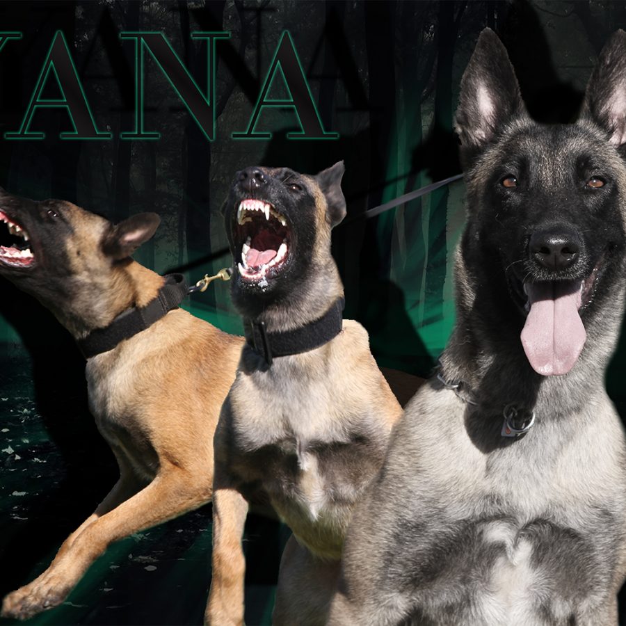 Yana