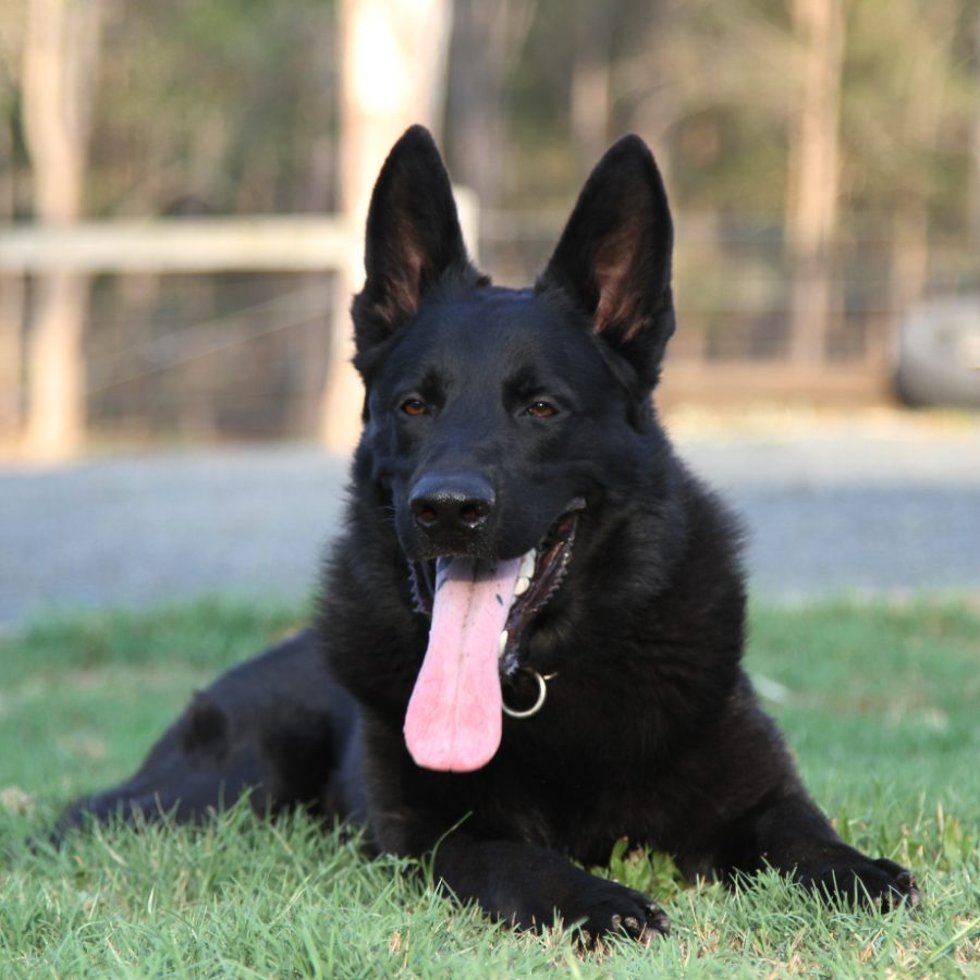 phantom 11 months 3
