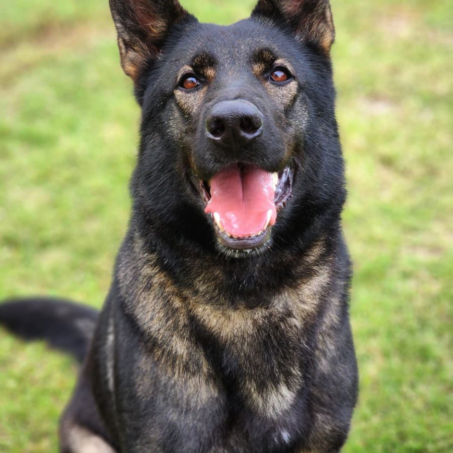 zelda_april23
