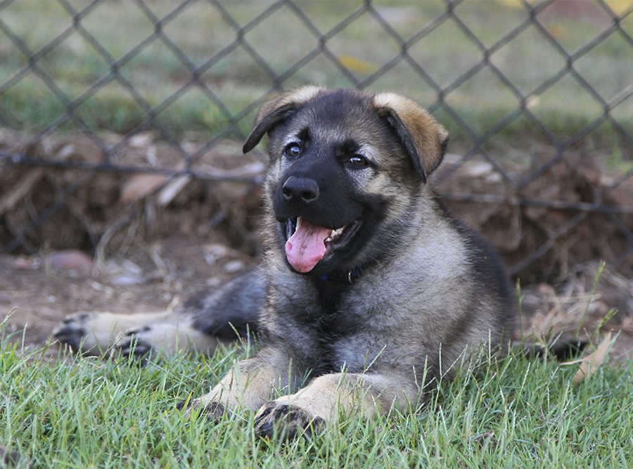 moose baby