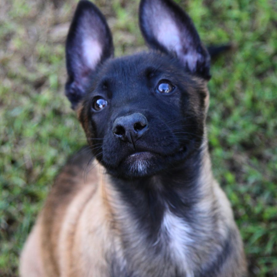 Yasi_9weeks