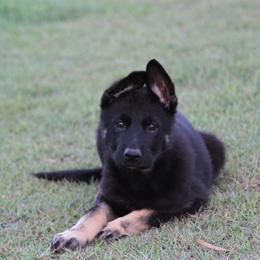 Raven 9.5 weeks