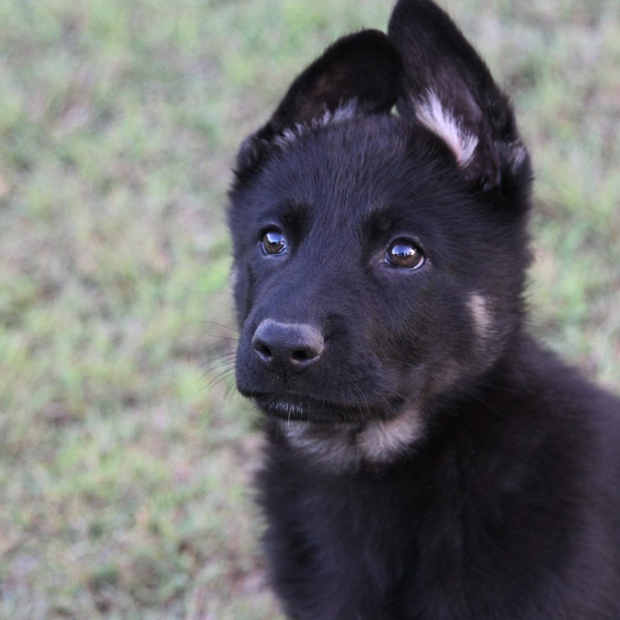 Raven 9.5 weeks_2