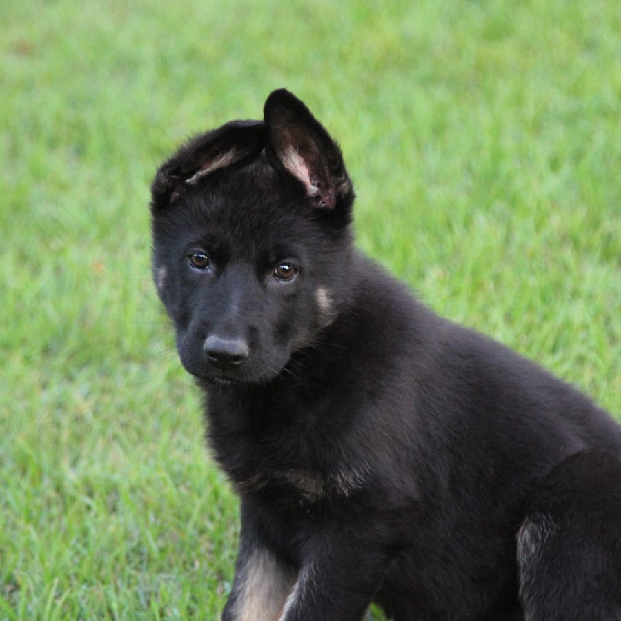Raven 9.5 weeks_3