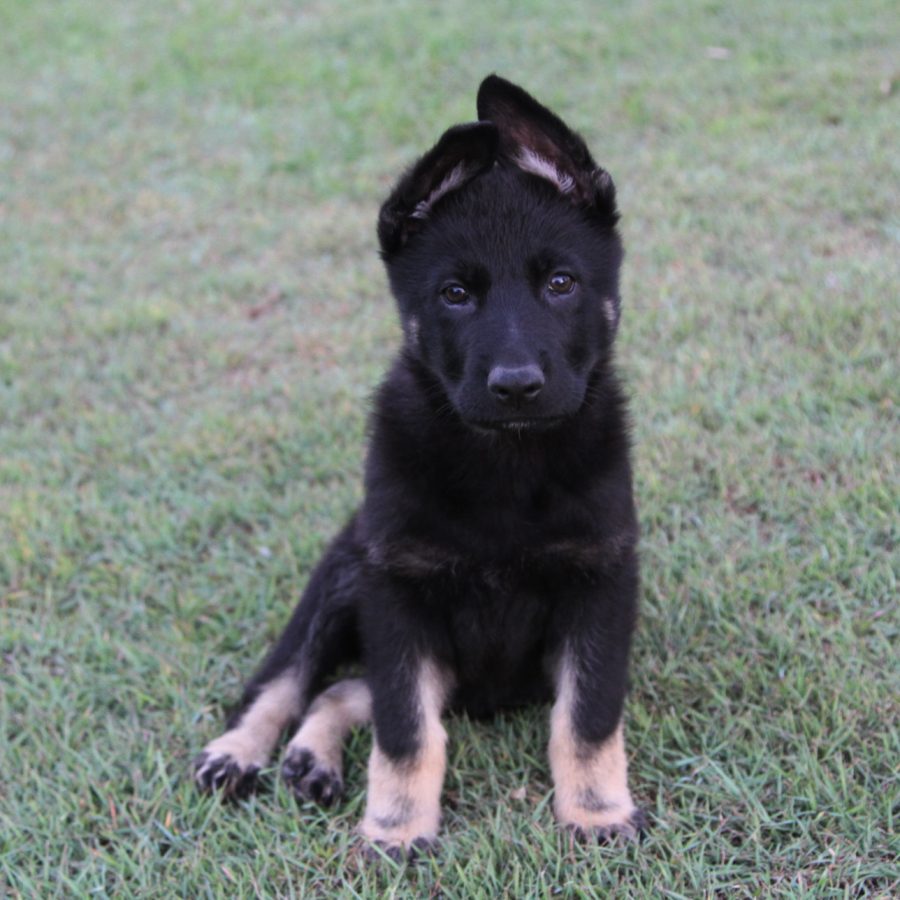 Raven 9.5 weeks_4