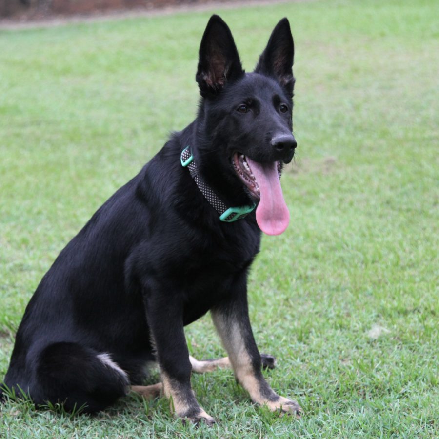 raven 4 months