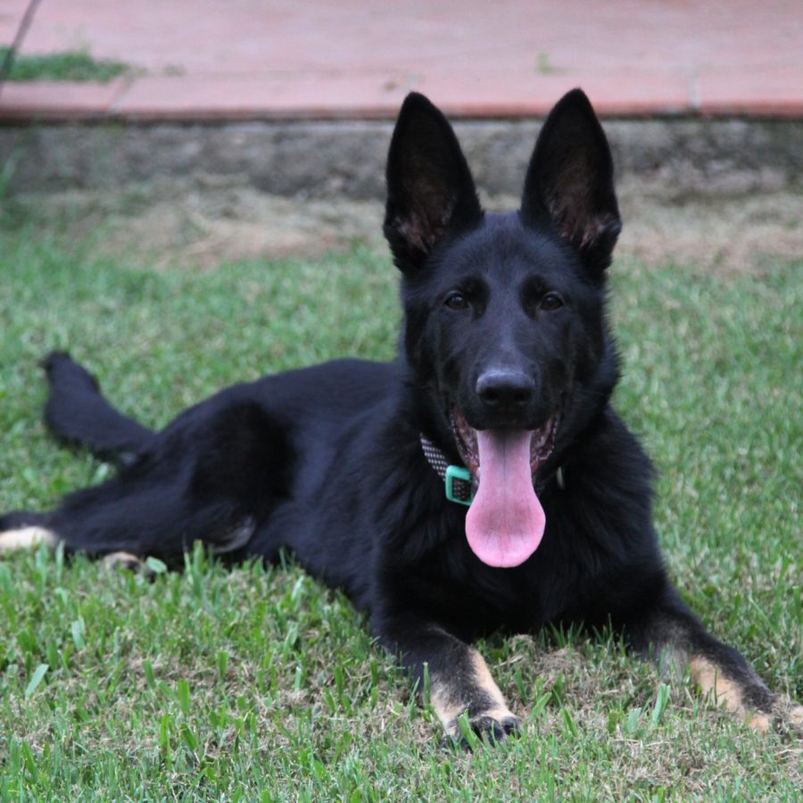 raven 4 months2