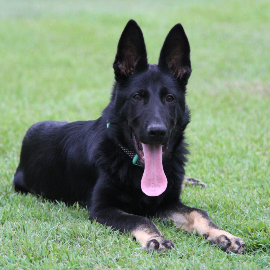raven 4 months3